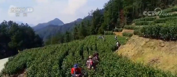 重庆：科技赋能注入活力 贫困村焕发生机