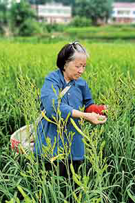 “金扁担”挑起“忘忧草”——一个贫困县的农业现代化探索