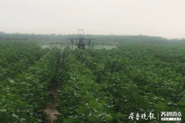 “田保姆”助力种植业提质增效 利津土地托管推动适度规模经营