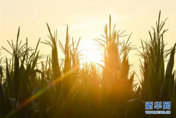 习近平总书记关切事丨食为政首——稳住农业基本盘增添发展底气