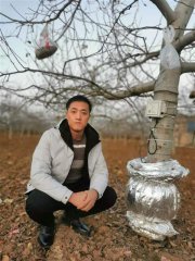介入种植端改良土壤，陕西果农种出“数字化”苹果