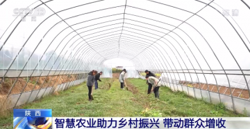 陕西依托物联网现代技术发展智慧农业 带动当地群众增收