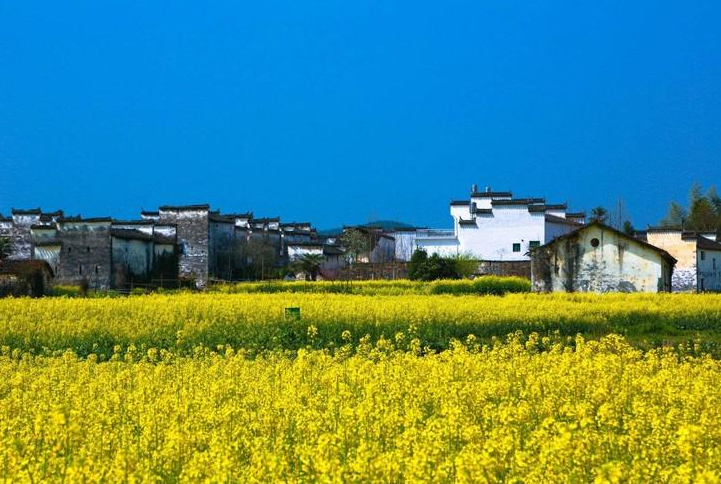 中国农业银行：书写金融服务乡村振兴新篇章