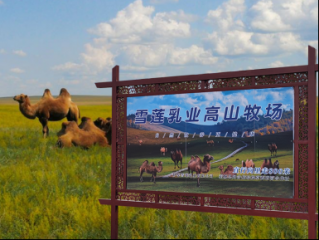 新疆伊犁州大力发展骆驼产业 雪莲乳业助推乡村振兴高质量发展