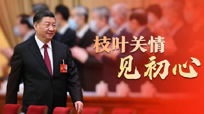 枝叶关情见初心