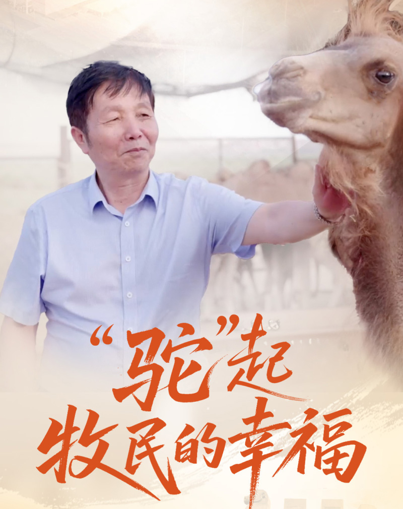 “见证新疆70年”系列微纪录片丨“驼”起牧民的幸福