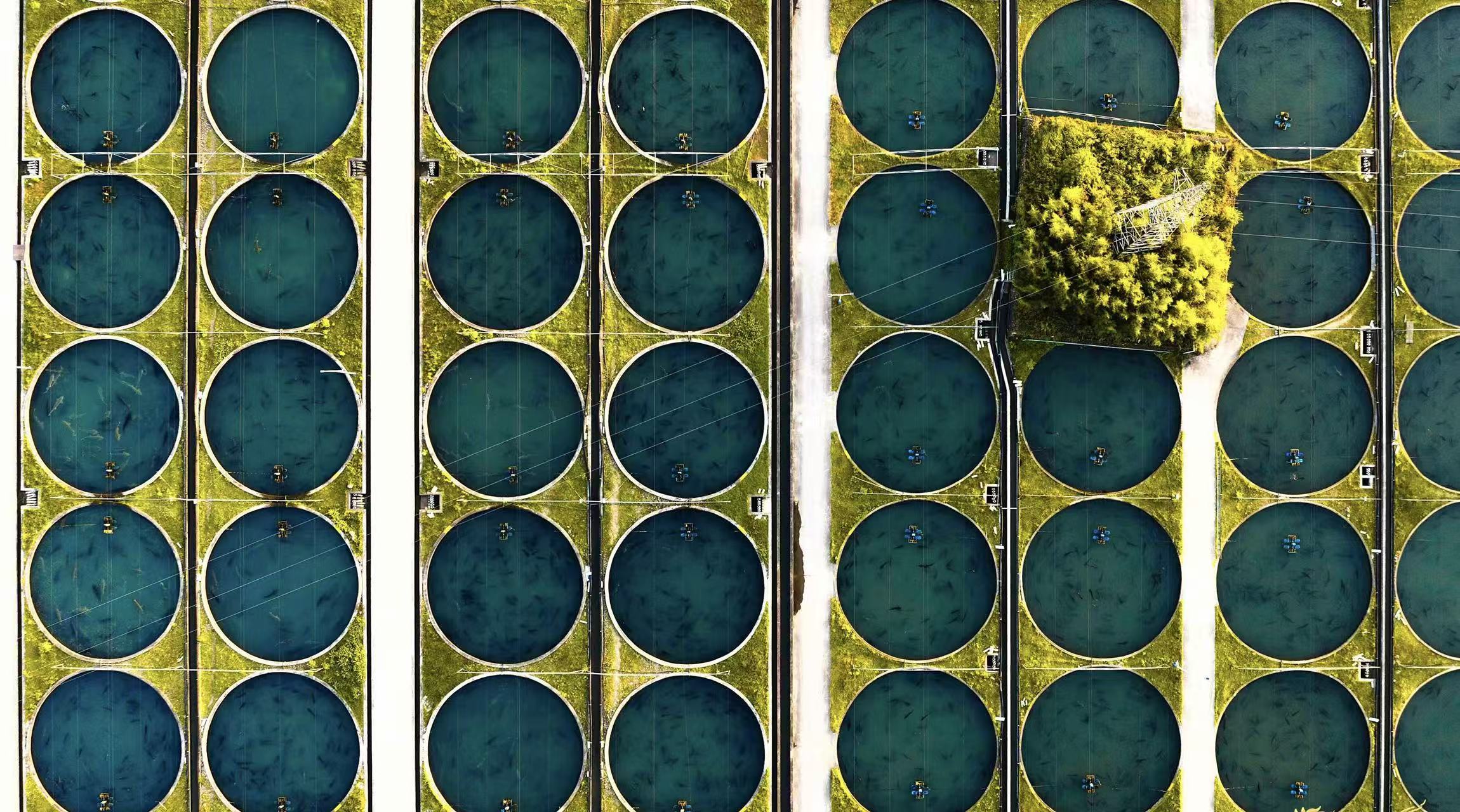 开放进行时 | 代表委员热议深化国际农业合作 加快建设农业强国