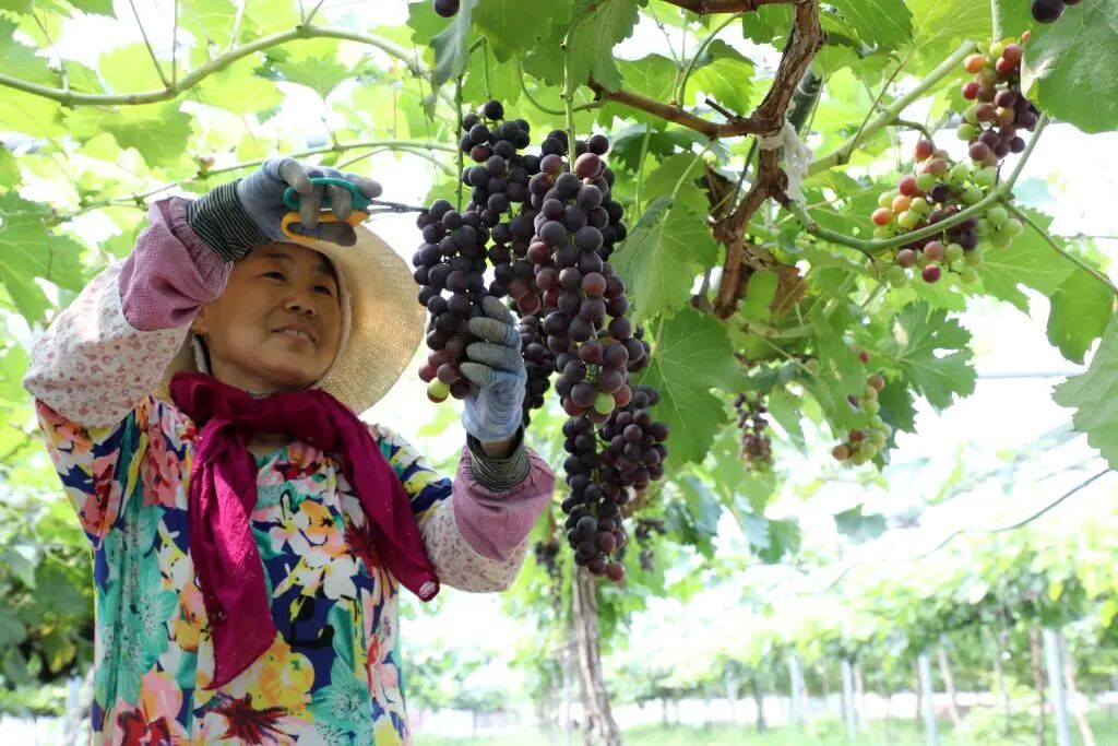 以加快农业农村现代化更好推进中国式现代化建设——从中央农村工作会议看2026年“三农”工作战略部署